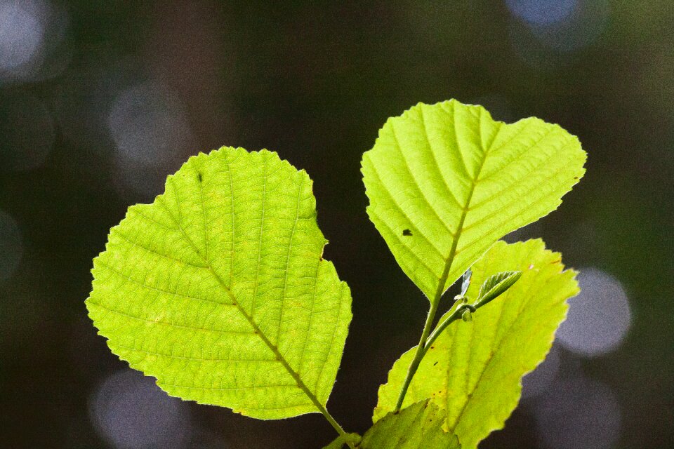 Forest detail bokeh