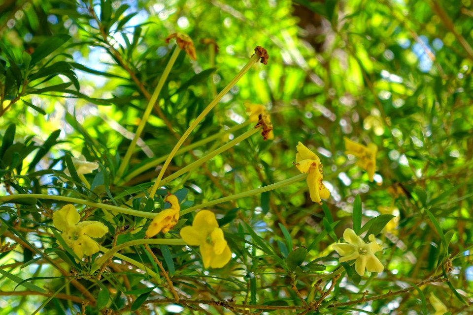 Brunfelsia densifolia - Marie Selby Botanical Gardens - Sarasota, Florida - DSC01390