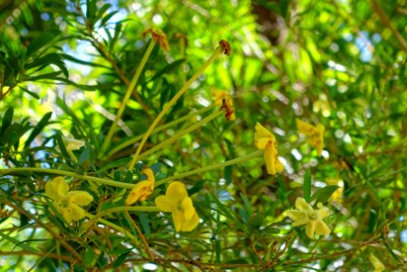 Brunfelsia densifolia - Marie Selby Botanical Gardens - Sarasota, Florida - DSC01390