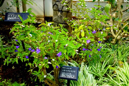 Brunfelsia australis - Gora Park - Hakone, Kanagawa, Japan - DSC08547