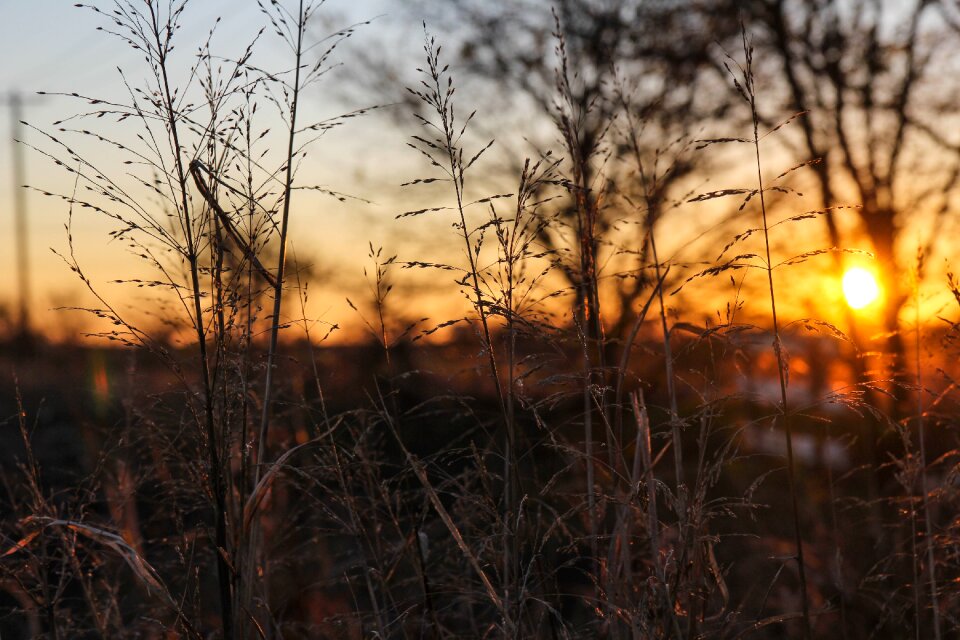 Field agriculture landscape
