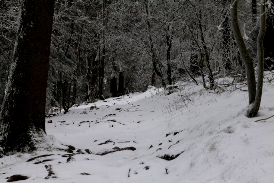 Brunhildispfad Großer Feldberg with snow 2021-04-06 24