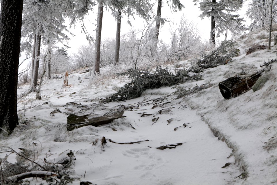 Brunhildispfad Großer Feldberg with snow 2021-04-06 32