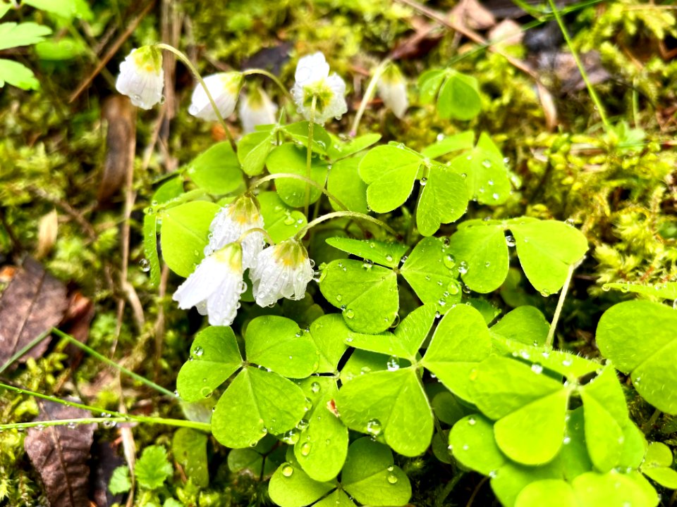 Brunnstaåsen naturreservat wood sorrel