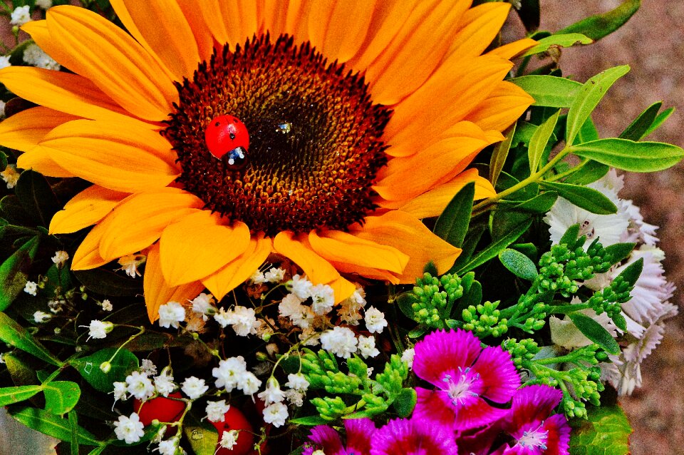 Summer plant flowers