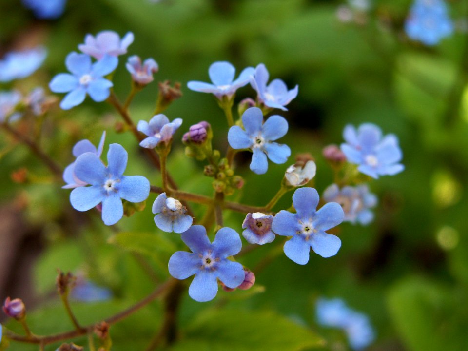 Brunnera macrophylla, 2015-04-29, Bird Park, Mount Lebanon, Pennsylvania, 01