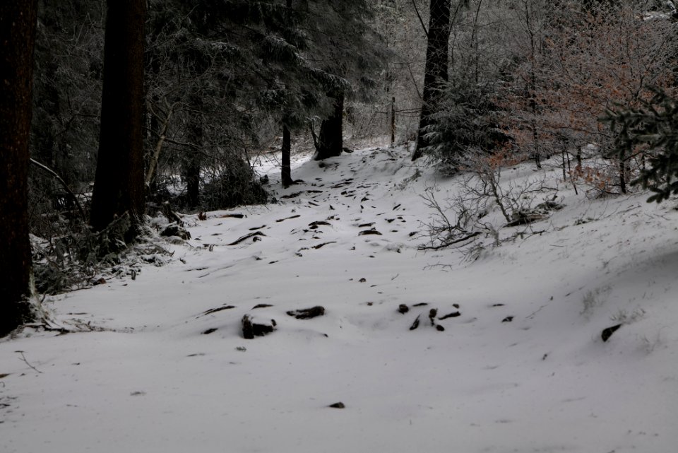 Brunhildispfad Großer Feldberg with snow 2021-04-06 20