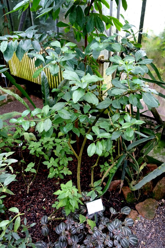 Brunfelsia americana - Botanischer Garten - Heidelberg, Germany - DSC01103