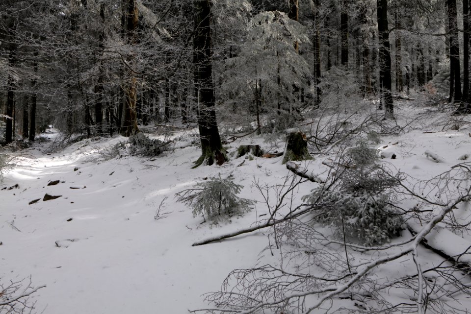 Brunhildispfad Großer Feldberg with snow 2021-04-06 16