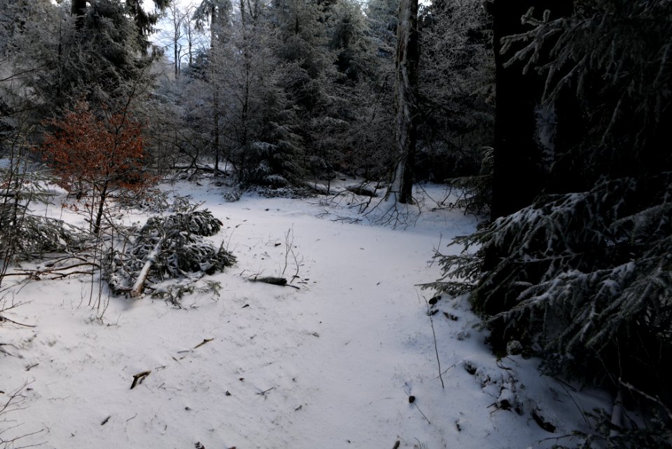 Brunhildispfad Großer Feldberg with snow 2021-04-06 01