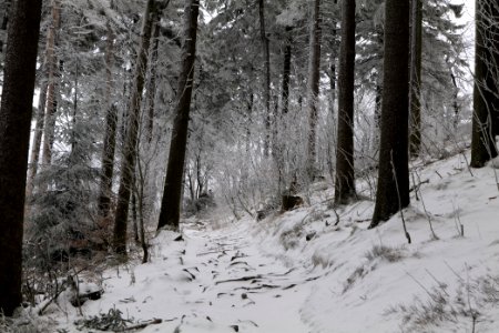 Brunhildispfad Großer Feldberg with snow 2021-04-06 29