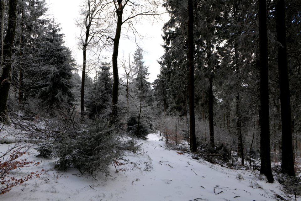 Brunhildispfad Großer Feldberg with snow 2021-04-06 15