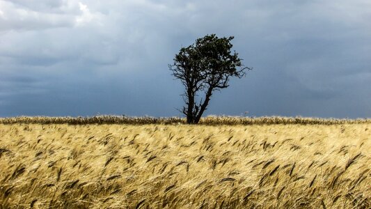 Field golden tree