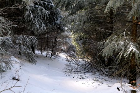 Brunhildispfad Großer Feldberg with snow 2021-04-06 05