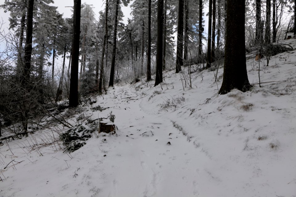 Brunhildispfad Großer Feldberg with snow 2021-04-06 28