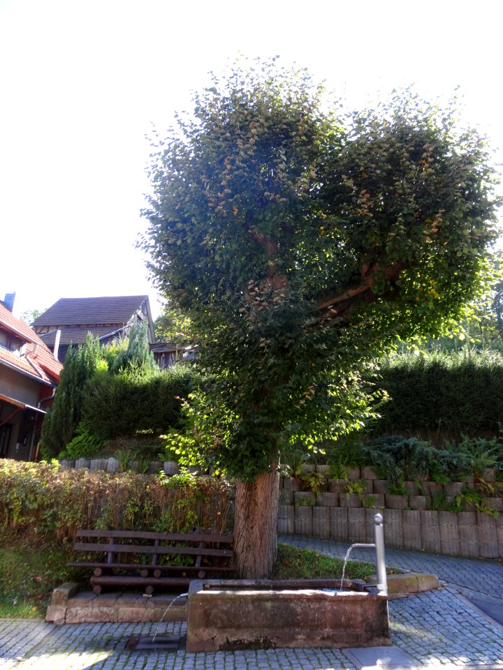 Brunnen in Reichenbach (Schmalkalden)