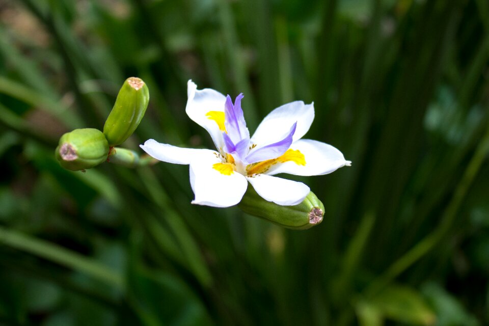 Orchid garden flower garden