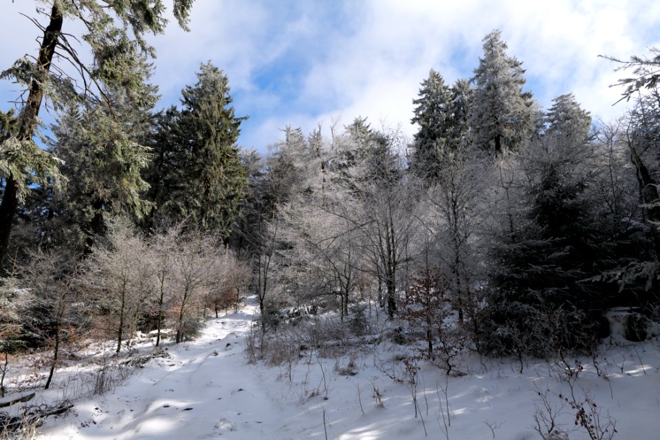 Brunhildispfad Großer Feldberg with snow 2021-04-06 09