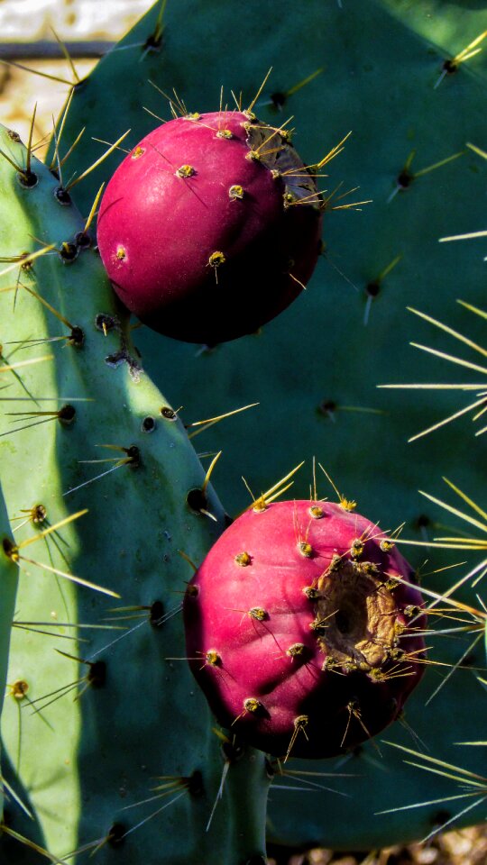 Nature sharp thorns