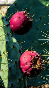 Nature sharp thorns photo