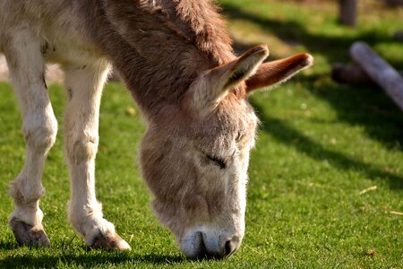 Rural meadow graze