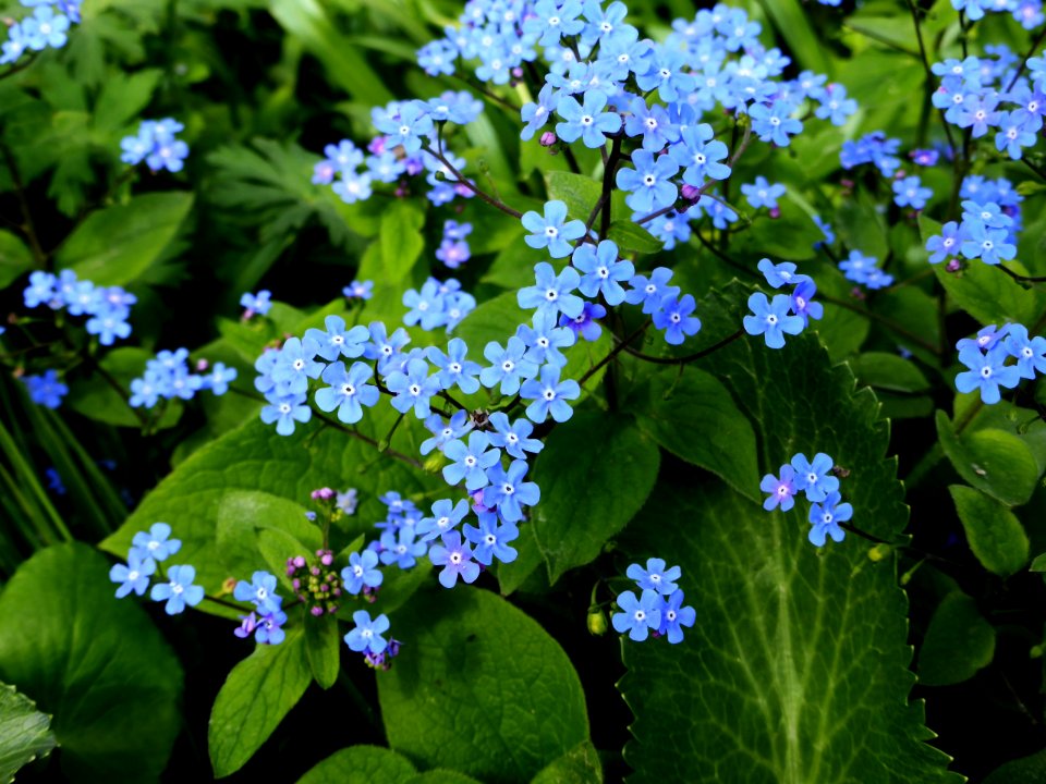 Brunnera-macrophhylla-1