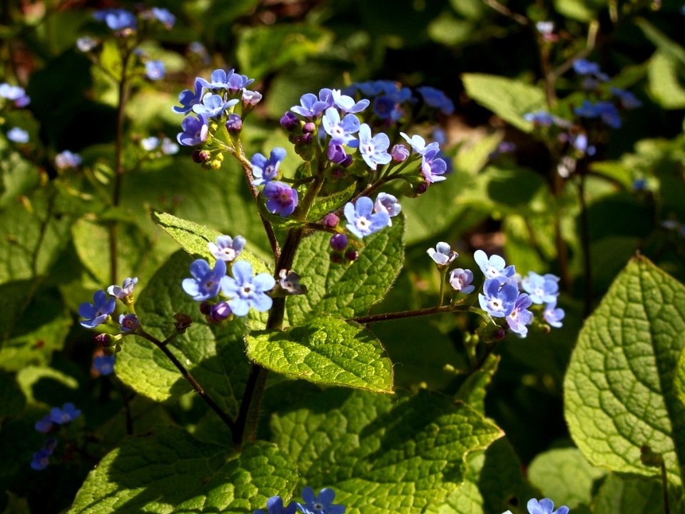 Brunnera macrophylla, 2015-04-29, Bird Park, Mount Lebanon, Pennsylvania, 02