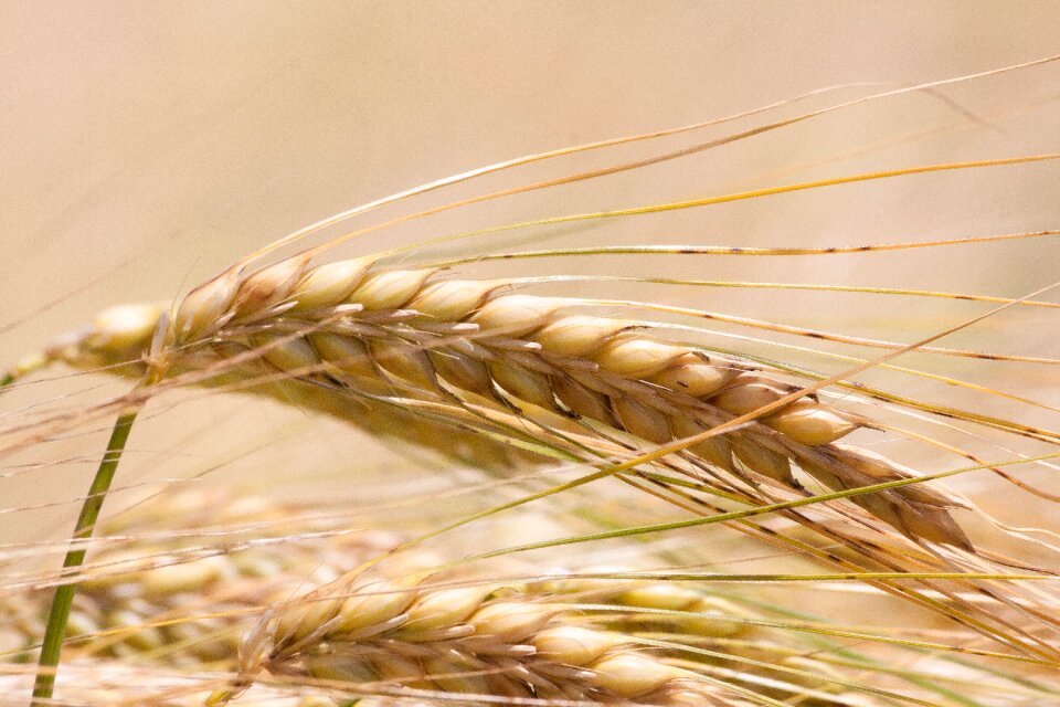 Infructescence staple food grain