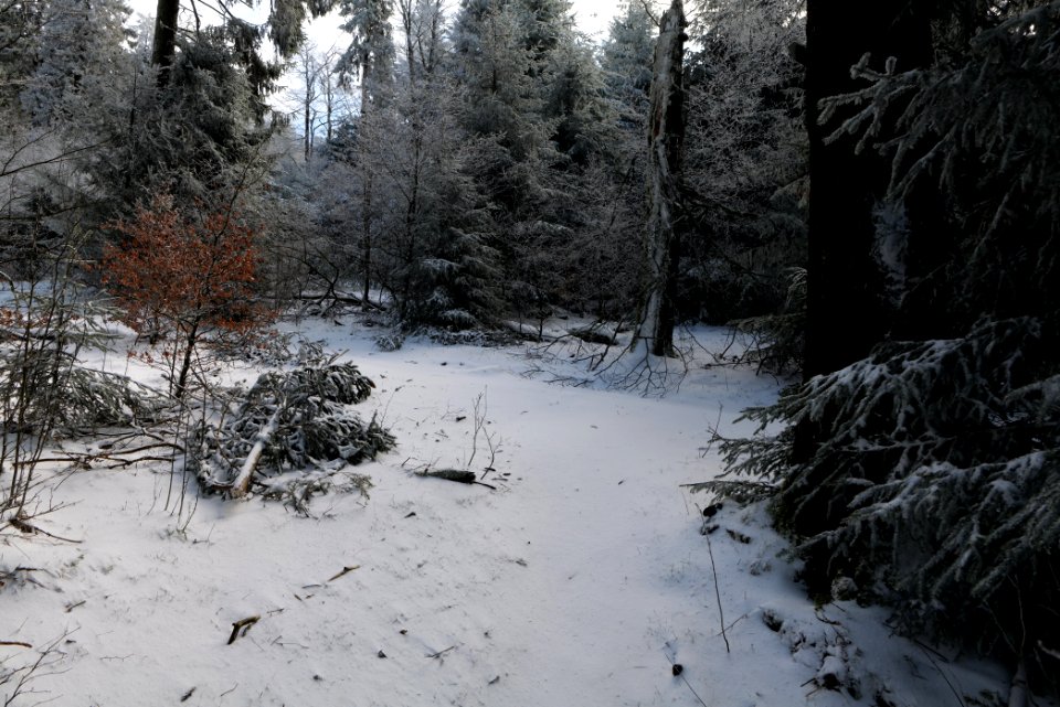 Brunhildispfad Großer Feldberg with snow 2021-04-06 02