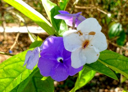 Brunfelsia grandiflora - Marie Selby Botanical Gardens - Sarasota, Florida - DSC01258
