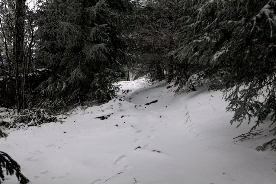Brunhildispfad Großer Feldberg with snow 2021-04-06 26