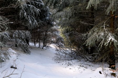 Brunhildispfad Großer Feldberg with snow 2021-04-06 04