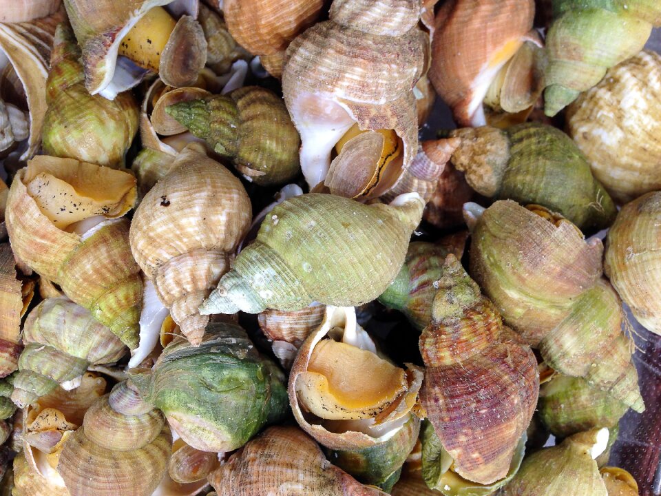 Seafood fishing shells