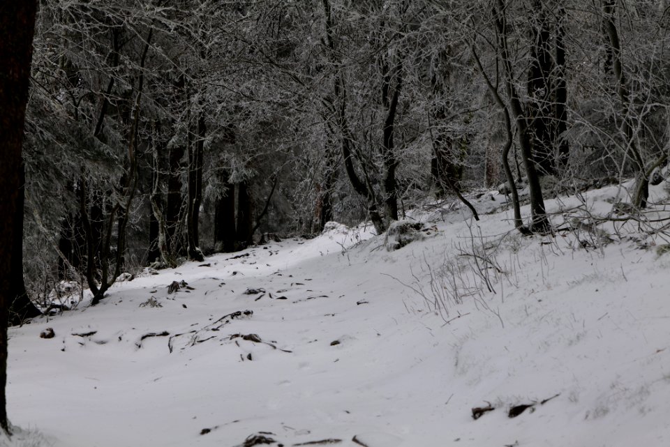 Brunhildispfad Großer Feldberg with snow 2021-04-06 25