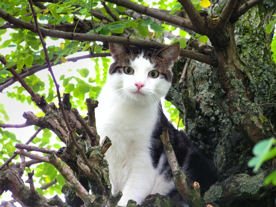 Animal looking kitty
