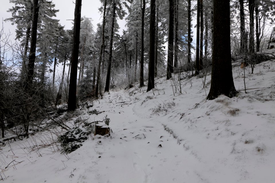 Brunhildispfad Großer Feldberg with snow 2021-04-06 27