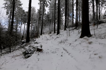 Brunhildispfad Großer Feldberg with snow 2021-04-06 27