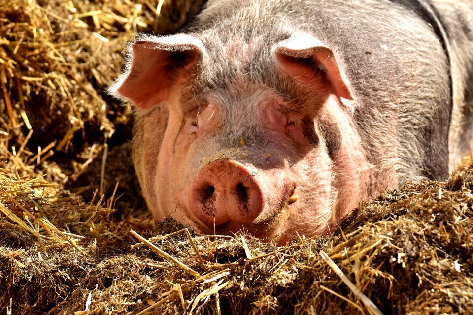 Farm animal cozy relaxed