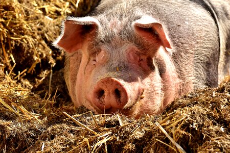 Farm animal cozy relaxed
