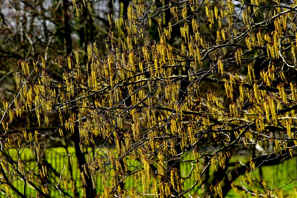 Willow catkins willow catkin spring