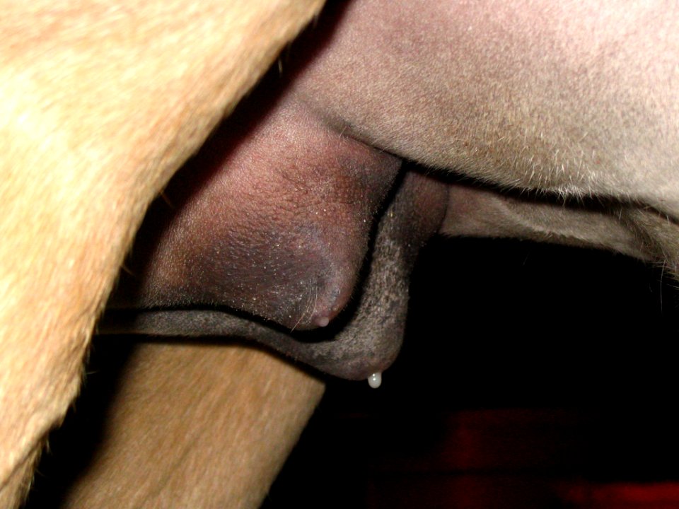 Broodmare lactation