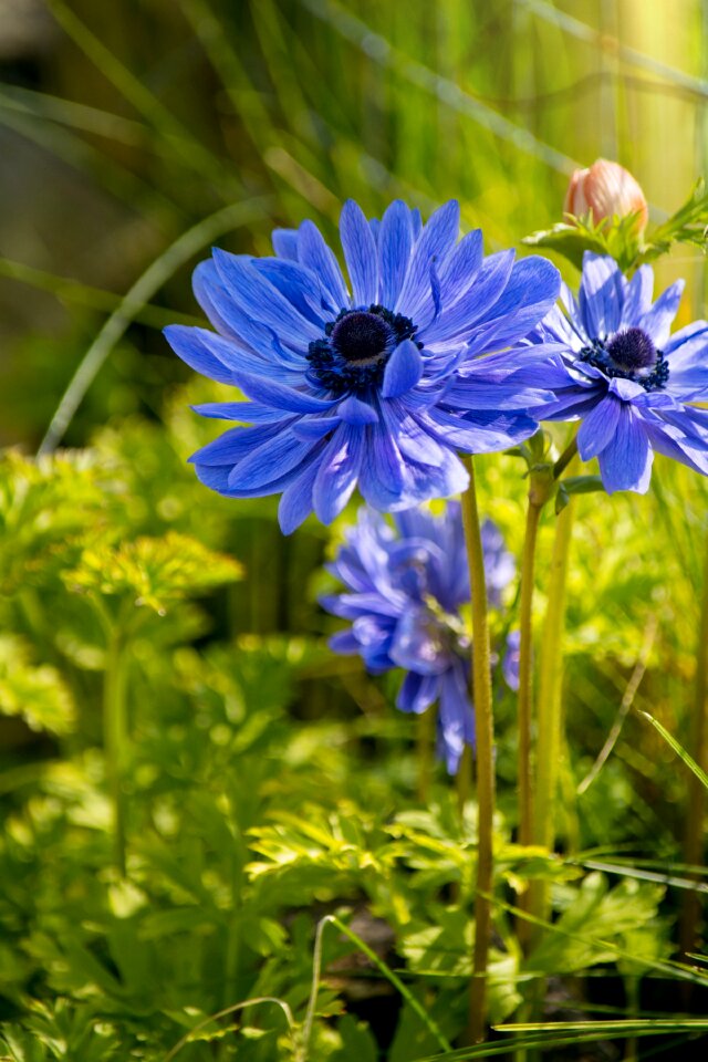 Blue flower flowers petals