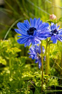 Blue flower flowers petals