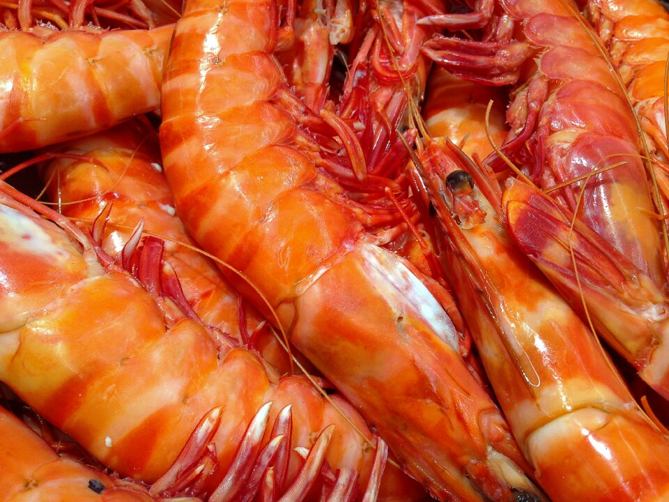 Seafood fishing crustaceans