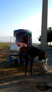 Brown Horse - Tourist carriage - neat Attar Mausoleum - Nishapur 2