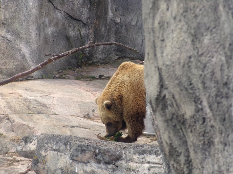 Brown bear eating on Korkeasaari