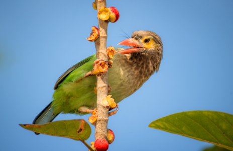 Brown headed barbet want food