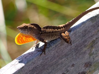 Brown Anole (Anolis sagrei)