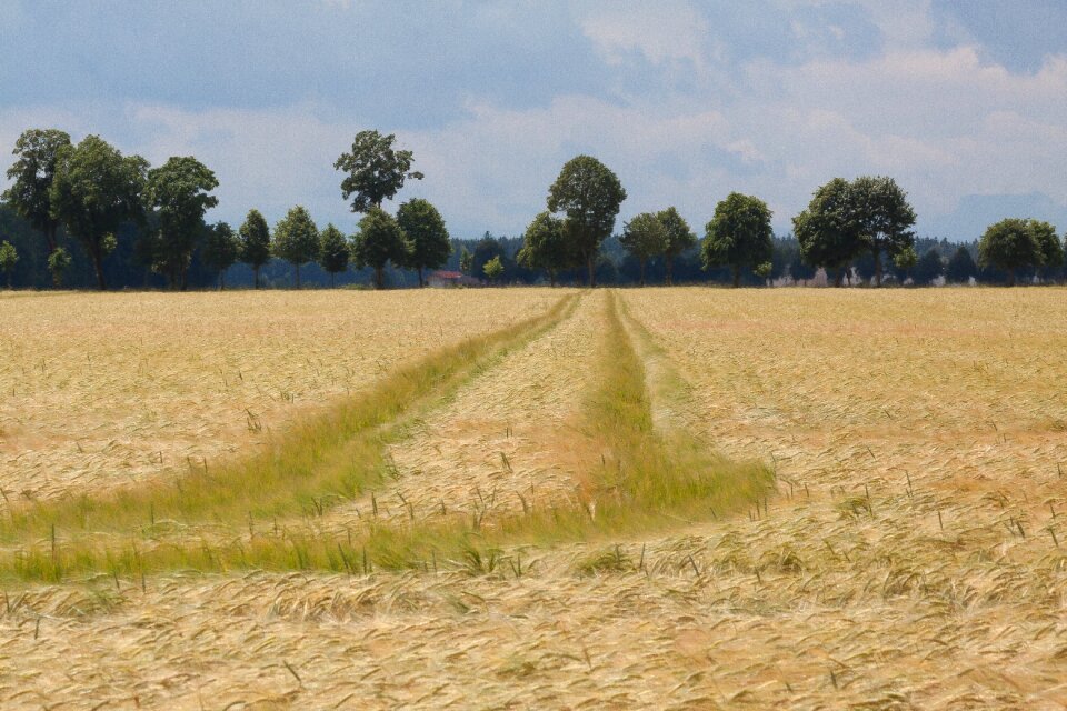 Summer staple food grain