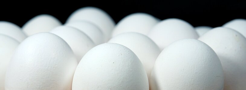 Happy easter spring white